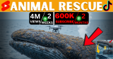 How to Create Viral Animal Rescue Videos